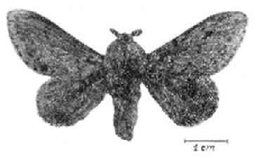 (Lacerda fot.). Tratando de Macromphalia lignosa (Walker, 1855) (Euglyphis ogenes (Herrich-Schäffer, 1854), com o nome Tolype lignosa, espécie Fig. 239 - Artace cribraria (Lasiocampidae) (Lacerda fot.