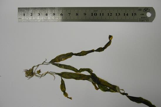RESULTADOS As algas identificadas representam a ampla diversidade dos três grandes filos que classificam as algas por seus principais pigmentos, onde são nomeados