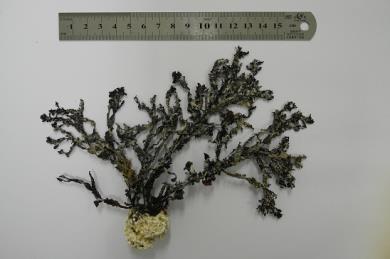 Sargassum sp2. Sargassum sp3. Sargassum sp4. Dictyota sp.