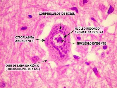 Os corpúsculos de Nissl são