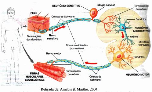 Neurônio Interneurônio São neurônios que possuem a função integradora e estabelecem a conexão entre um