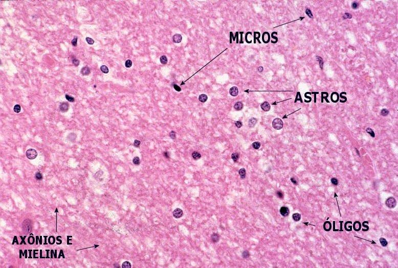 Neuróglia As neuróglias possuem um menor tamanho do que os neurônios, sendo de cinco a 50vezes mais numerosas.