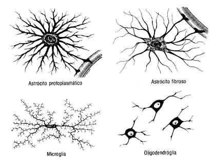 Neuróglia É classificada através do tamanho, processos citoplasmáticos e na organização