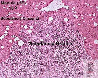 As células da Glia não geram impulsos nervosos, elas não geram