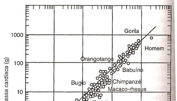 Tamanho do coração em relação ao tamanho corpóreo mamíferos o tamanho do coração é