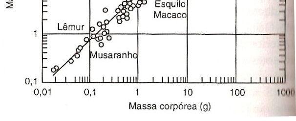 Mamífero: Mc=0,6%MC Mcoração = 0,0058 X MC 0,98 Aves: Mc=0,8%MC Mcoração = 0,0082 X