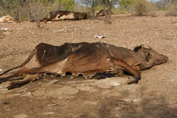 IMPACTOS DIRETOS DA SECA Ø Perda de aproximadamente R$ 140 milhões na produção de milho, feijão e mandioca 2012; Ø Prejuízo de aproximadamente R$ 1,5 bilhão na pecuária bovina; Ø Queda de 72% na