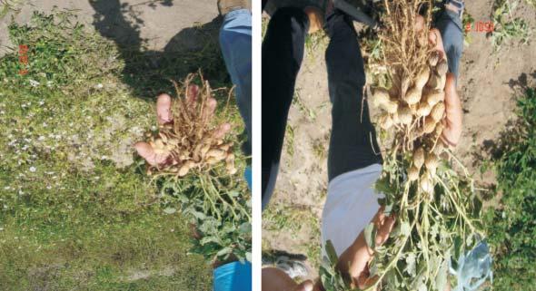 11 Produção de Amendoim sob Diferentes Fontes de Adubação na Zona da Mata de Fig. 1. Detalhe da produção de vagens da cv.