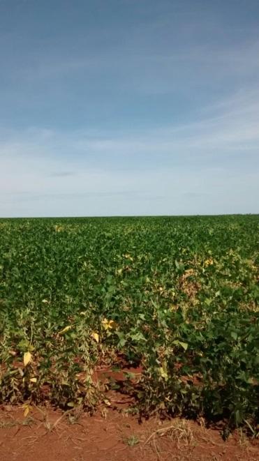 Na região Sudoeste (Itaporã, Maracaju, Dourados, Ponta Porã e Guia Lopes da Laguna) a variedade Potência RR continua sendo a mais citada entre os produtores entrevistados.