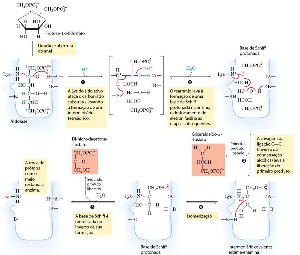 Glicólise: Fase 1 ALDOLASE (n4) Classe I: animais e vegetais Mecanismo