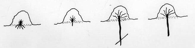 7 durante este período inicial, a figueira já produz. Desse modo, torna-se difícil distinguir a poda de formação da de frutificação.