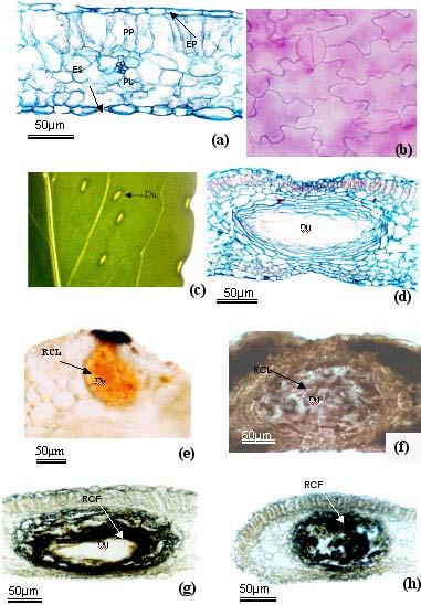 711 PX - protoxilema; Fl - floema; XS xilema secundário; Co - colênquima; EP - epiderme; Du - ducto; PCl parênquima clorofiliano; ES estômato; PP - parênquima paliçádico; PL - parênquima lacunoso;