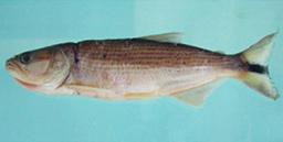 163,3 mm; 33) Leporinus aff.