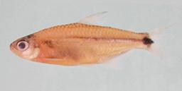 3 mm; 4) Astyanax fasciatus 86.