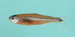 6) Bryconamericus stramineus 47,2 mm; 7) Cheirodon