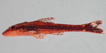 ancistroides 73,7 mm; 15) Hypostomus sp.