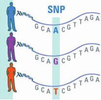 Análises de metilação do DNA; Sequências