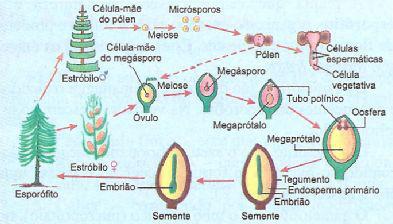 Os micrósporos (n) originam os gãos-de-pólen (n), que são os gametófitos masculinos jovens. Megastróbilos ou cones femininos: Formados por megasporófilos que possuem megasporângios.