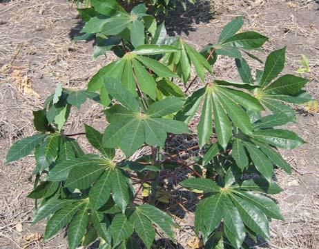 Etnovariedades de Mandioca (Manihot esculenta Crantz) cultivadas em