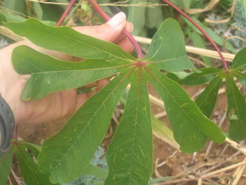 Rama madura armazenada para plantio apresentando broto novo de cor roxa, característica