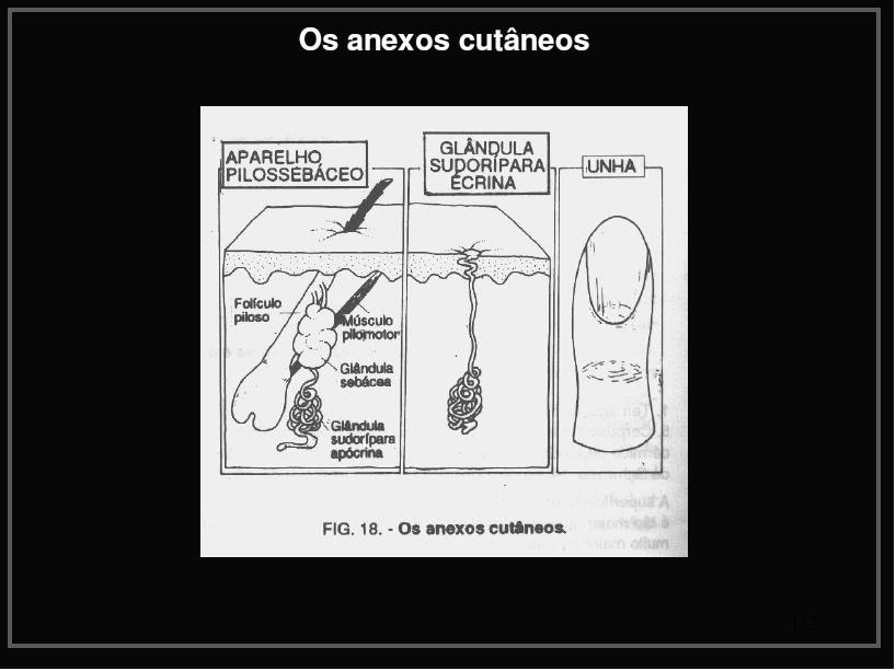 delgadas estruturas queratinizadas (invaginaçãoda epiderme) cor, tamanho e disposição variam de acordo com a raça e a região do corpo