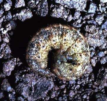 Pessoal, as lagartas roscas são de cor cinza escuro, com 4 cm de tamanho. A lagarta rosca fica junto à base da planta, enterrada a poucos centímetros no solo.