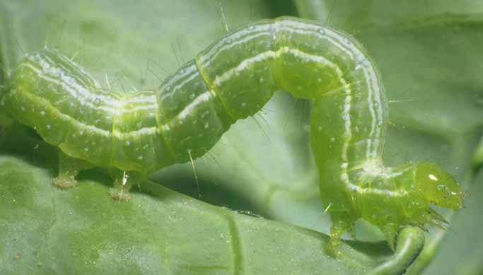 Amigos, agora nós vamos falar das lagartas desfolhadoras que atacam as plantas de feijão.