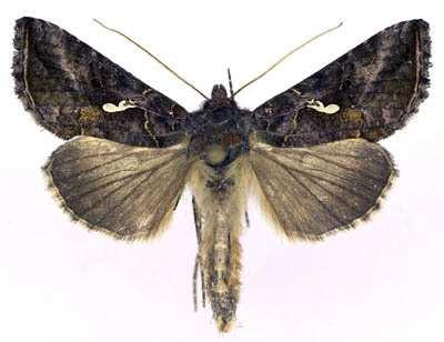 O seu adulto é uma mariposa de 3 cm de asa a asa.