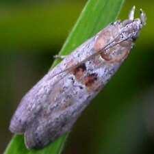 Pessoal, as lagartas desfolhadoras são problema da germinação até o florescimento do feijoeiro por comerem bastante