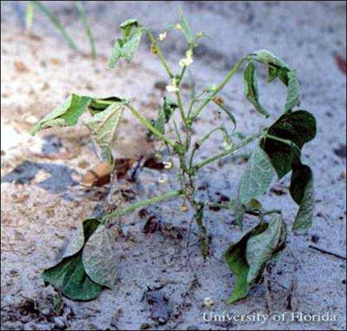 Amigos, se nós encontrarmos 5% de plantas com sintoma no talhão, nós teremos que