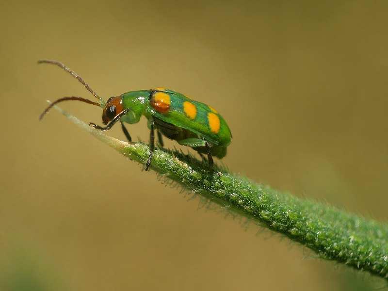 Pessoal, para as vaquinhas e as lagartas desfolhadoras, nós vamos avaliar em cada ponto