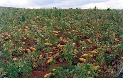 planta isca para as vaquinhas, sendo assim a gente