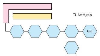 Glicoesfingolipídios neutros globosídeos Presentes em pequenas quantidades nas membranas; Determinam