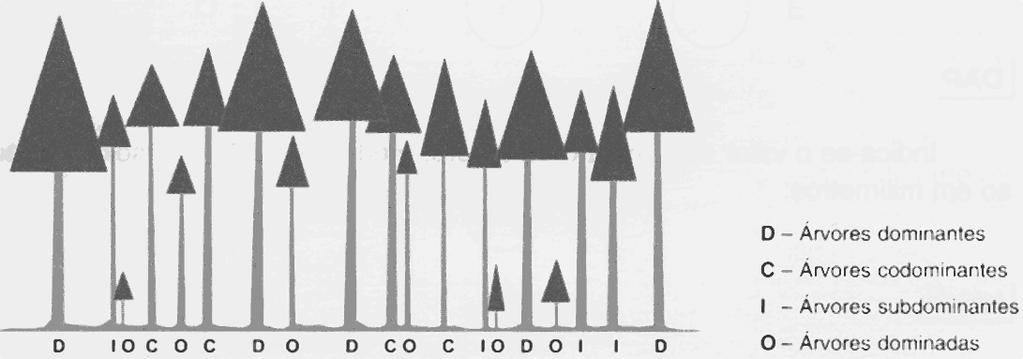 Caracterização geral da parcela de inventário Caracterização da diversidade vegetal Verificação da fotointerpretação A verificação da fotointerpretação refere-se à mancha na qual a parcela se insere