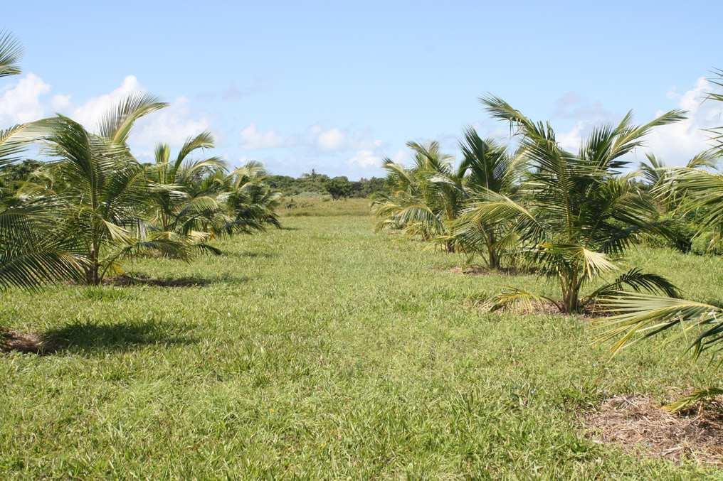 Comunicado 182 Técnico ISSN 1678-1937 Dezembro, 2015 Sistemas de Manejo Recomendados para o Cultivo do Coqueiro Gigante Cultivado em Sequeiro Humberto Rollemberg Fontes 1 Edson Eduardo Melo Passos 2