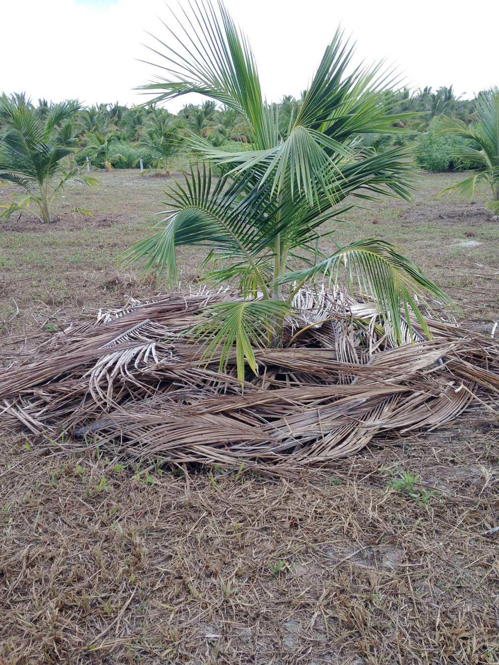 4 Sistemas de Manejo Recomendados para o Cultivo do Coqueiro Gigante Cultivado em Sequeiro Manejo entrelinhas Os tratamentos que utilizaram grade de discos para controle das plantas daninhas