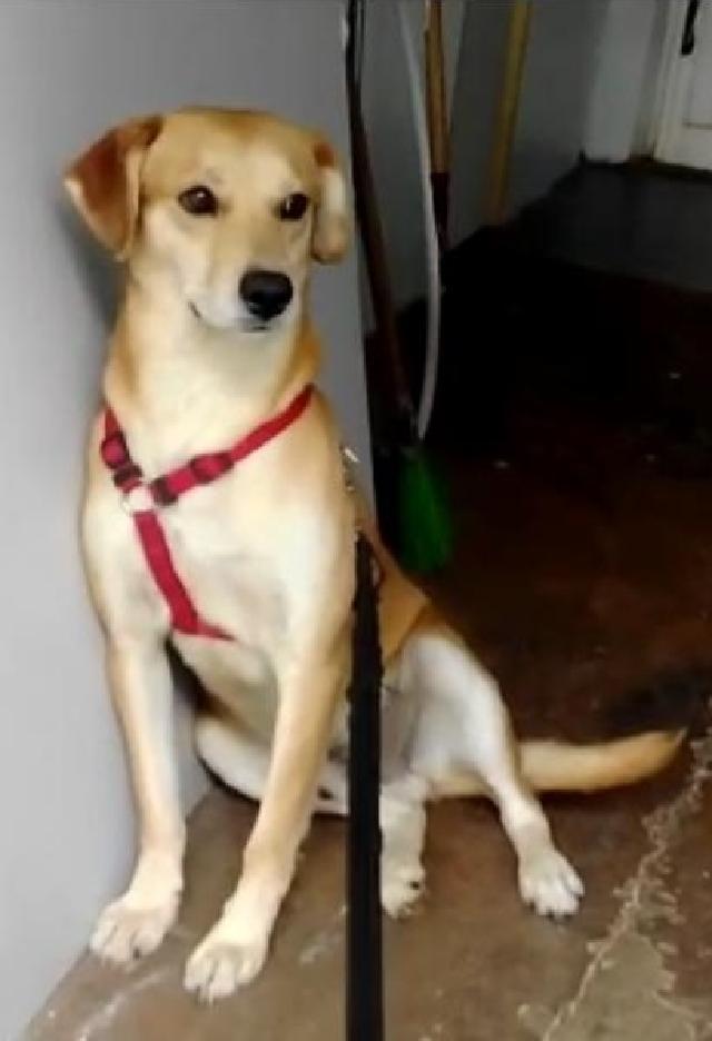 Rolas, Macho Cão Rafeiro de porte Médio com 3 anos..ao nosso cuidado há mais de Usar Referência 10872 para mais informação. http://www.portugalzoofilo.net/caes/cao.jsp?