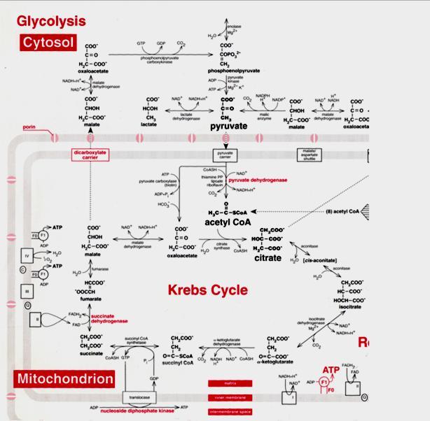 União Via Glicolítica (piruvato - citossol) com