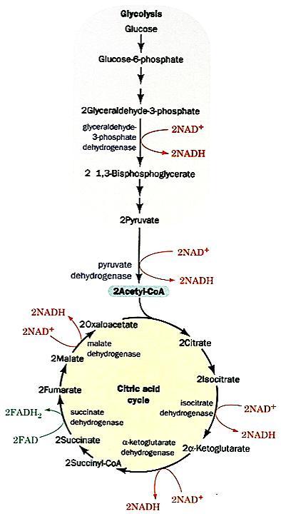 A produção de ATP na oxidação de uma molécula de glicose pode ser calculada pela soma do número de ATP utilizados