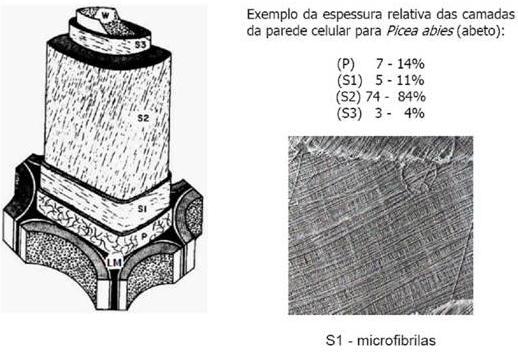 Modelo da estrutura de traqueóides de coníferas e fibras libriformes de folhosas.