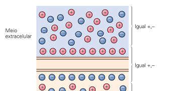 POTENCIAL DE MEMBRANA Permeabilidade da membrana a íons; Separação de