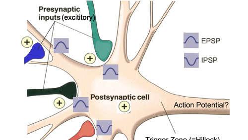 3. Difusão e reconhecimento do neurotransmissor pelo receptor pós-sináptico 4.