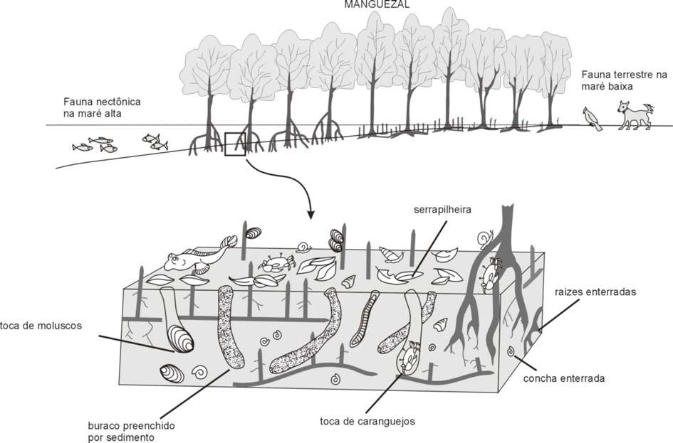 Diversos trabalhos tem demonstrado ser possível reconstituir a história da evolução de manguezais através da análise do registro palinológico.