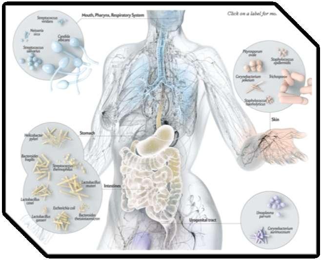 Microbioma?