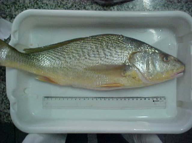 42 3.2.2.1 Determinação da temperatura Para determinação da temperatura interna do pescado, no momento de cada coleta das amostras, foi utilizado um termômetro digital de