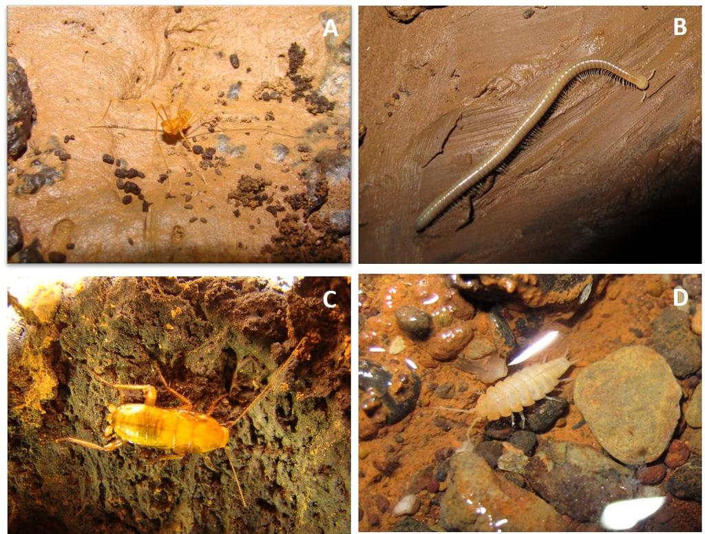 Imagens de espécies troglóbias encontradas na Gruta do Éden: a) Opilião Spinopilar spn.