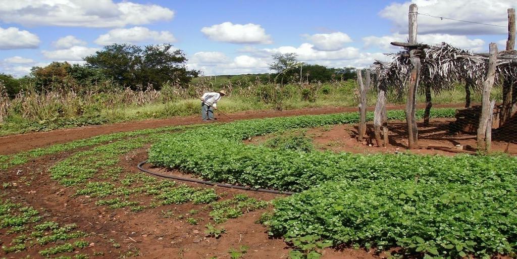 Cobertura: PAIS Produção Agroecológica Integrada e