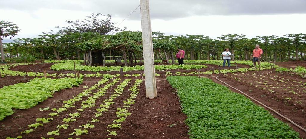 Cobertura: PAIS Produção Agroecológica Integrada e Sustentável 19