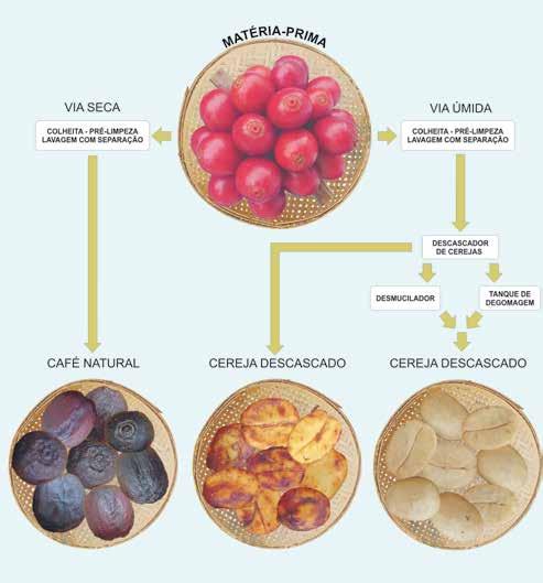 Modalidades de preparo do café ou secadores mecânicos. Os lotes de cafés obtido por este processo, após a secagem, são denominados Café Natural.