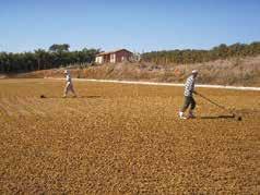 Descascamento dos cafés verdes e bóia Atualmente produtores fazendo o preparo por via úmida destes cafés, conseguindo obter melhoria na bebida.